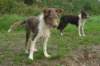 a01honey5monthsold_small.jpg