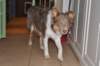 a01honey9monthsold4_small.jpg