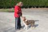 a02honey11monthsoldshowtraining_small.jpg