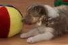 a02honey37daysold_small.jpg