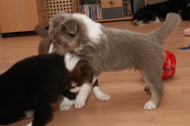 a02honey39daysold.jpg