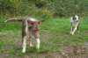 a02honey5monthsold_small.jpg