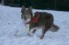 a02honey9monthsold2_small.jpg