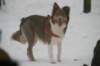 a02honey9monthsold3_small.jpg