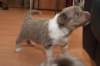 a03honey30daysold_small.jpg