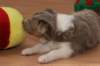 a03honey37daysold_small.jpg