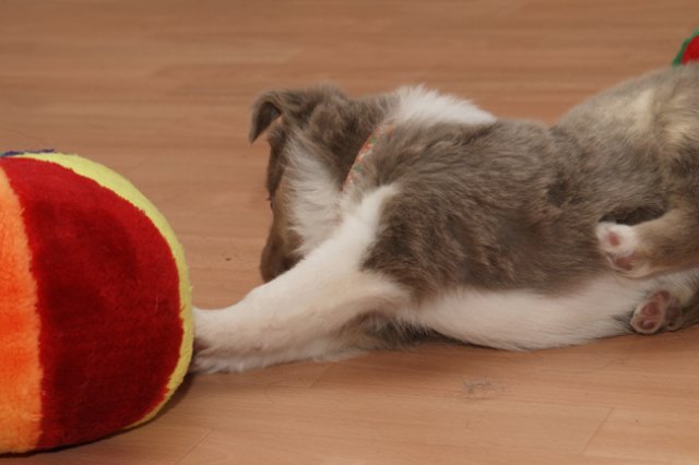 a04honey37daysold.jpg