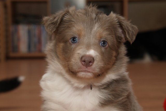 a04honey39daysold.jpg