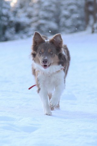 a04honey9monthsold.jpg