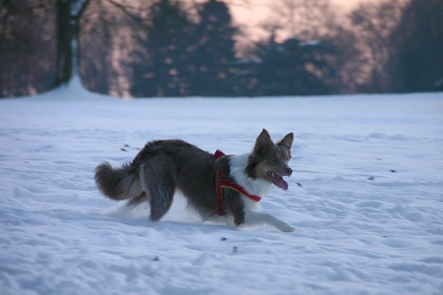 a04honey9monthsold2.jpg
