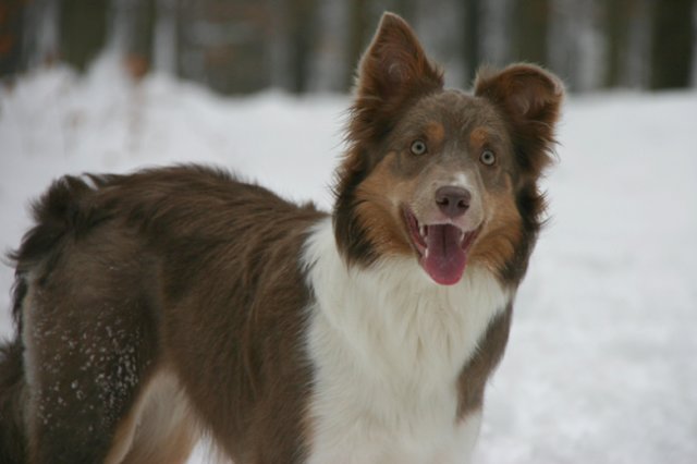 a04honey9monthsold3.jpg