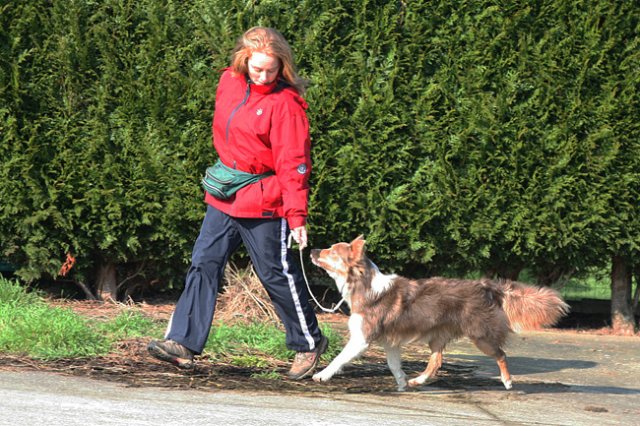 a05honey11monthsoldshowtraining.jpg
