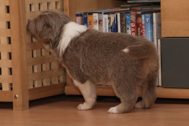 a05honey30daysold.jpg