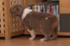a05honey30daysold_small.jpg