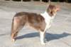 a06honey11monthsoldshowtraining_small.jpg