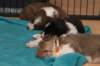 a06honey30daysold_small.jpg