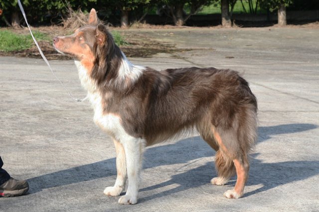 a07honey11monthsoldshowtraining.jpg