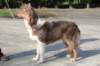 a07honey11monthsoldshowtraining_small.jpg