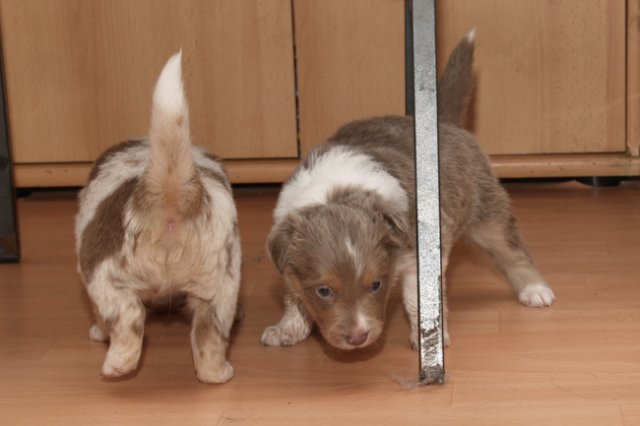 a07honey30daysold.jpg