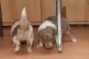 a07honey30daysold_small.jpg