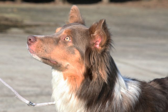 a08honey11monthsoldshowtraining.jpg