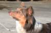 a08honey11monthsoldshowtraining_small.jpg