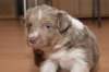 a08honey30daysold_small.jpg
