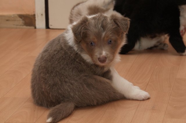 a08honey39daysold.jpg