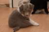 a08honey39daysold_small.jpg