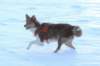 a08honey9monthsold_small.jpg