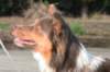 a09honey11monthsoldshowtraining_small.jpg