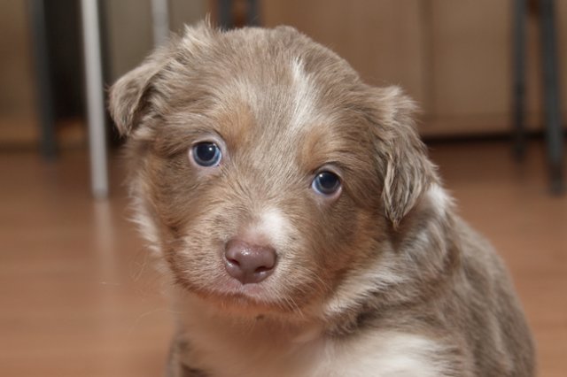 a09honey30daysold.jpg