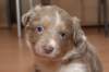 a09honey30daysold_small.jpg