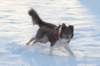 a09honey9monthsold_small.jpg