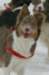 a11honey9monthsold2_small.jpg