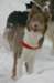a12honey9monthsold2_small.jpg