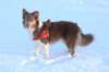 a12honey9monthsold_small.jpg
