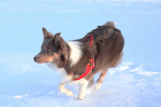 a13honey9monthsold.jpg