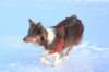 a13honey9monthsold_small.jpg