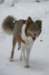 a14honey9monthsold2_small.jpg