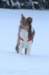 a14honey9monthsold_small.jpg