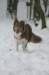 a15honey9monthsold2_small.jpg