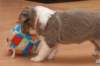 b01honey32daysold_small.jpg
