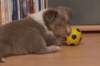 b01honey40daysold_small.jpg