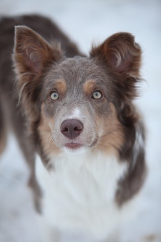 b01honey9monthsold.jpg