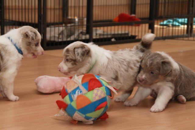 b03honey32daysold.jpg