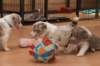 b03honey32daysold_small.jpg