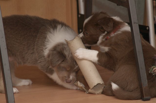 b03honey40daysold.jpg