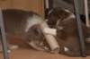 b03honey40daysold_small.jpg