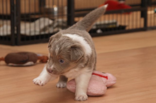 b04honey32daysold.jpg